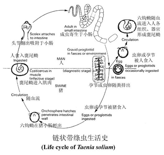 体内排出2.73米绦虫