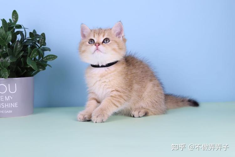 幼猫被人灌水腹胀,设计策略快速解答_整版DKJ656.74