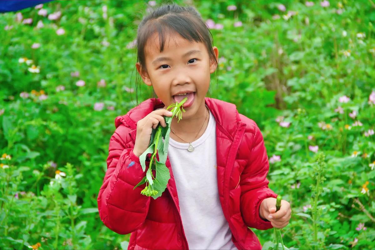 美国人开始薅野菜了,绝对策略计划研究_社交版40.12.0
